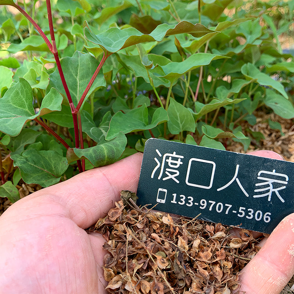 Premium Reynoutria Multiflora Seeds for Traditional Chinese Medicine