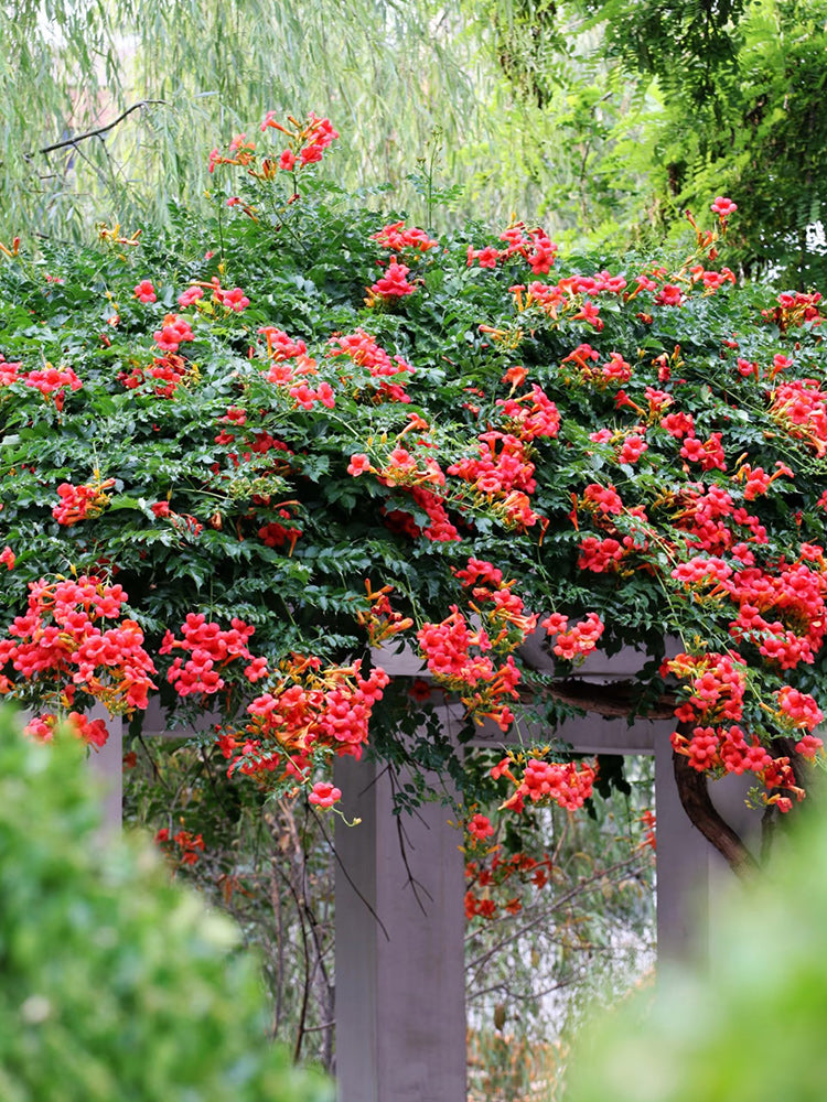 Chinese Trumpet Vine