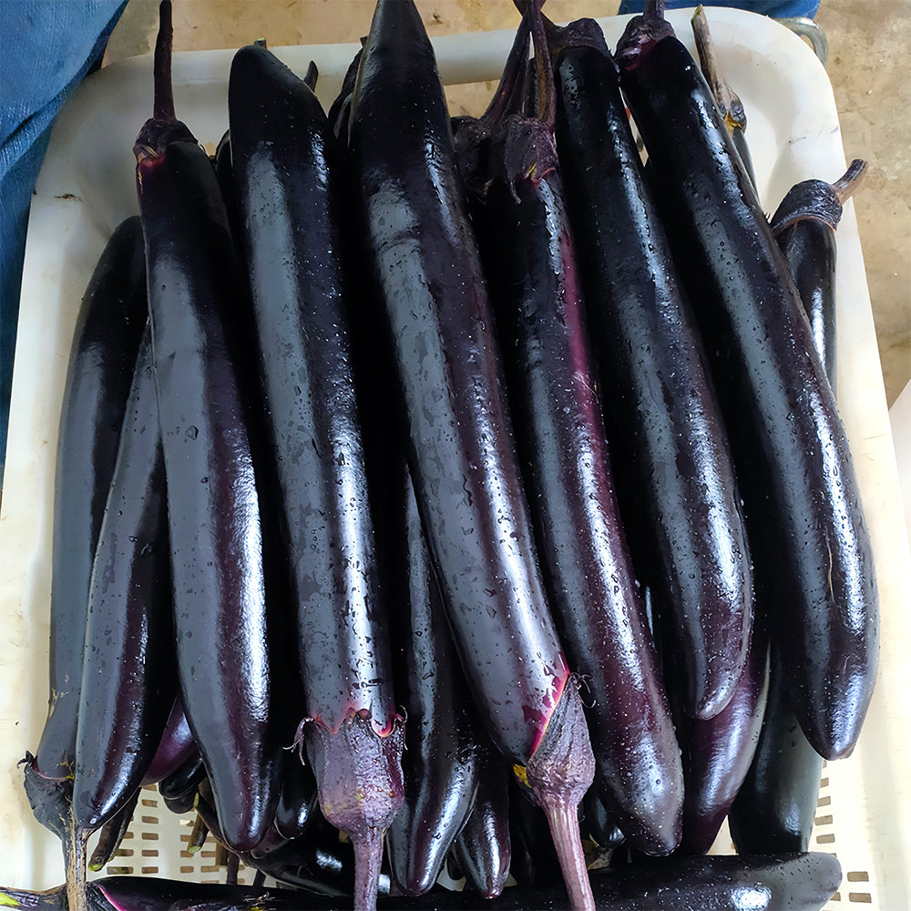 5 Bags (400 Seeds/Bag) of 'Glossy Black' Long Eggplant Seeds