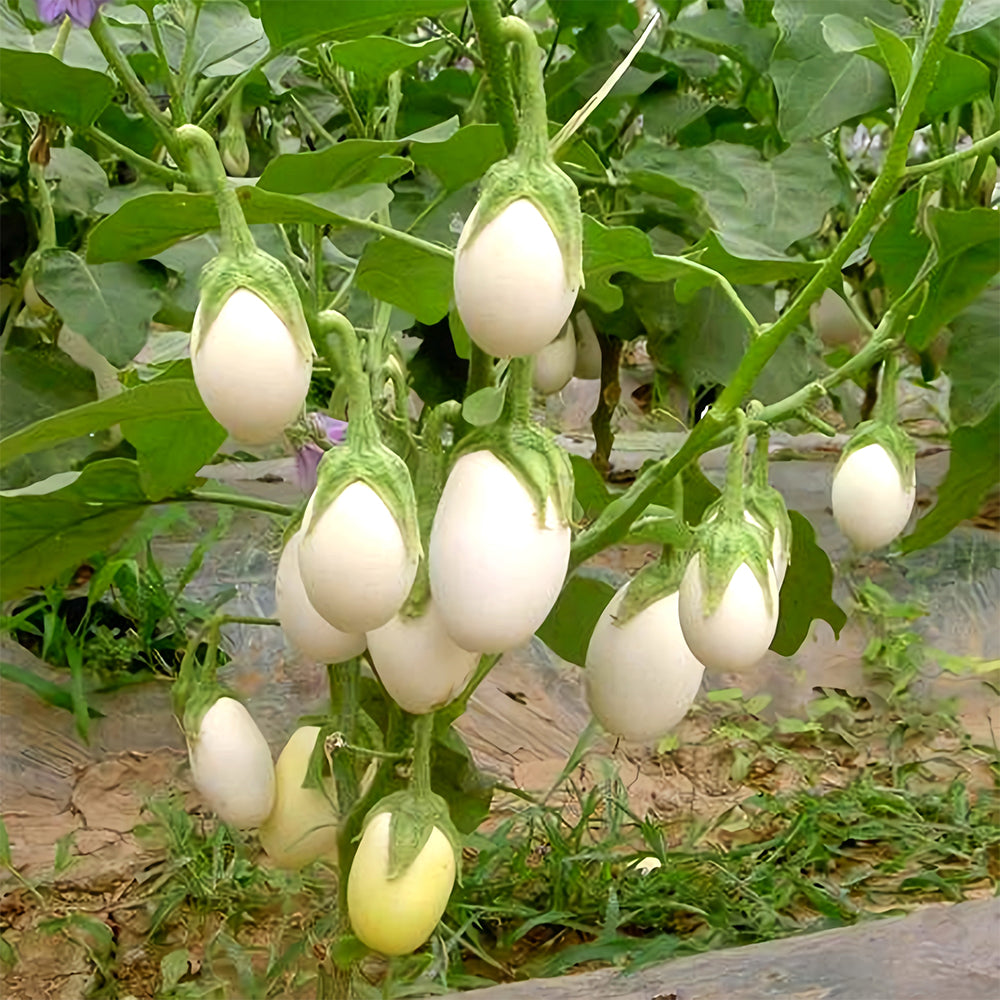 5 Bags (100 Seeds/Bag) of 'White Baby' Round Eggplant Seeds