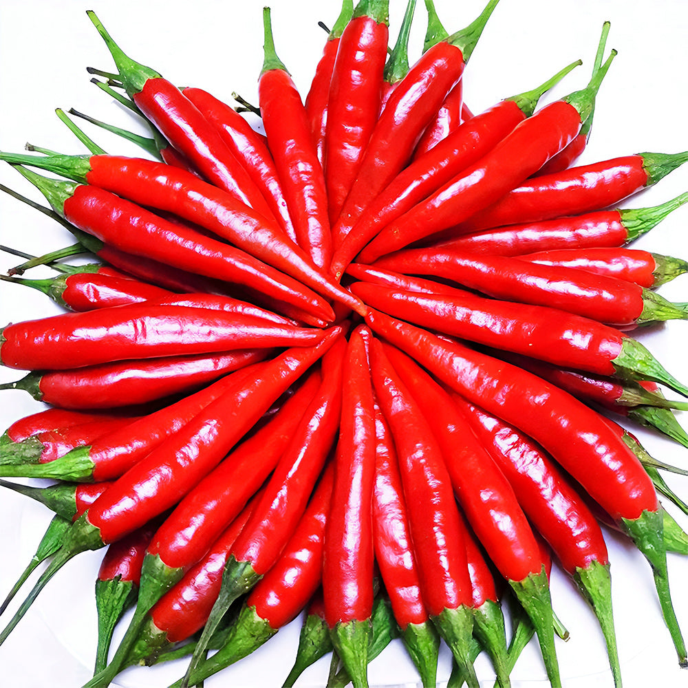 Spicy Symphony: 5 Bags (300 Seeds/Bag) of Red Cluster Peppers