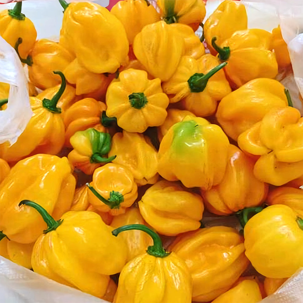 Hybrid F1 Yellow Devil Pepper & Chilli Seeds