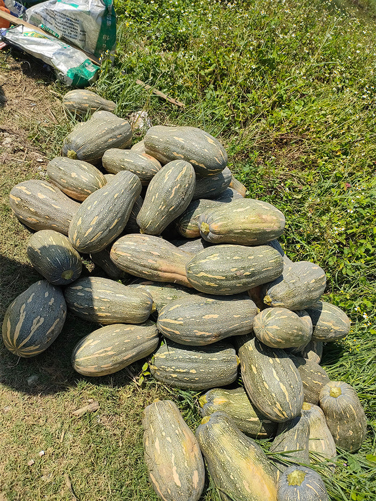 'Jiemei' Miben Pumpkin
