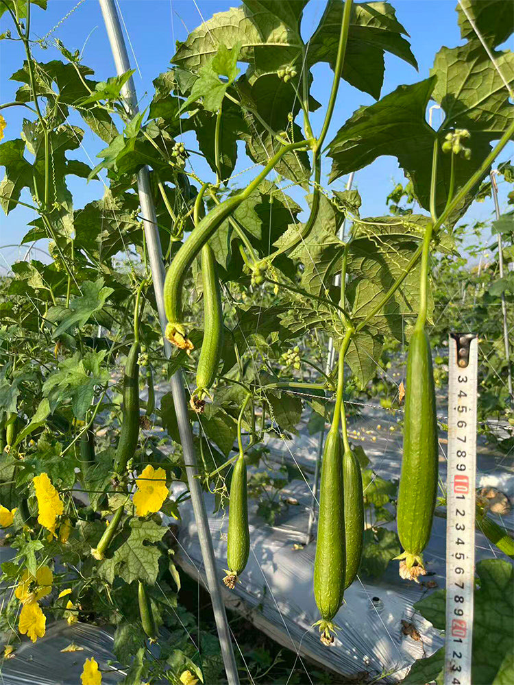 Thai Green Thumb Luffa