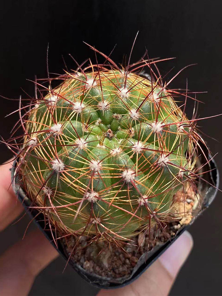 Parodia ottonis