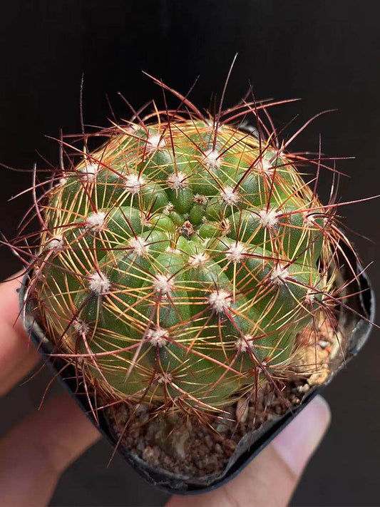 Parodia ottonis