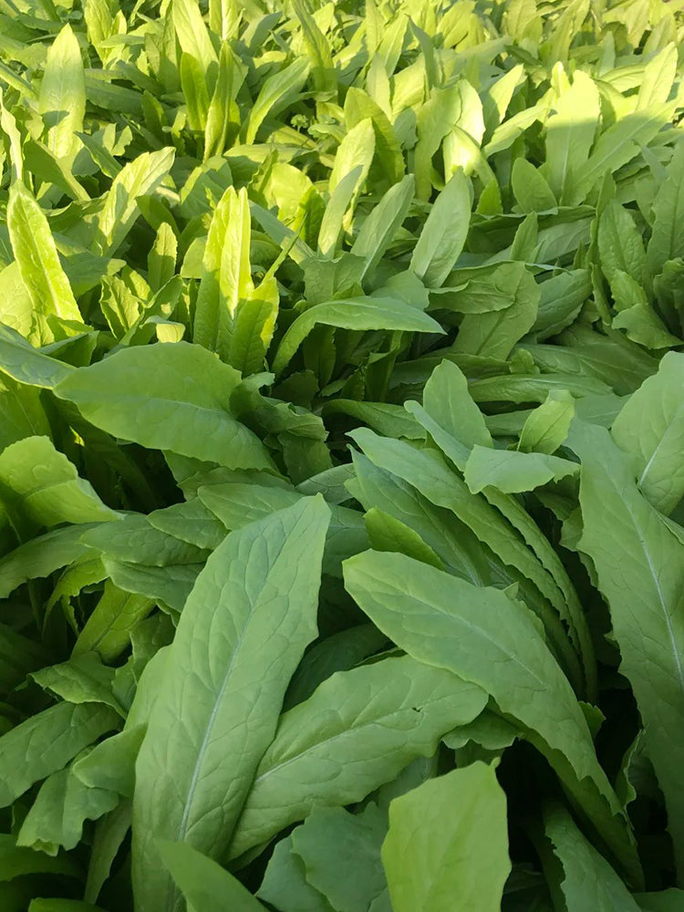 Traditional Tender Youmai Cai