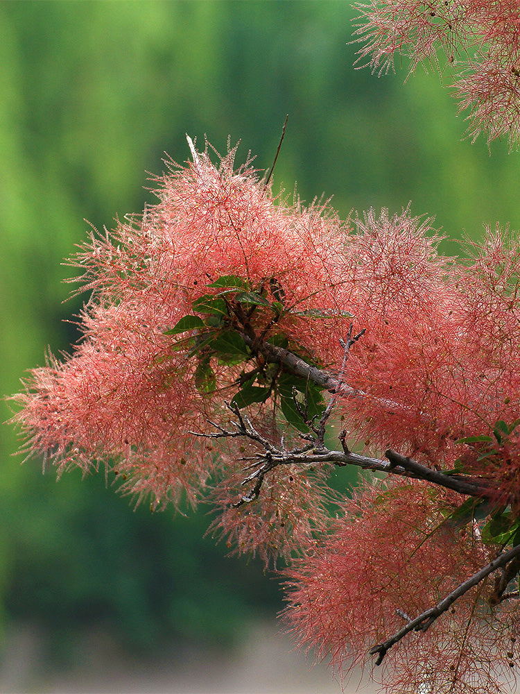 Smoke Tree