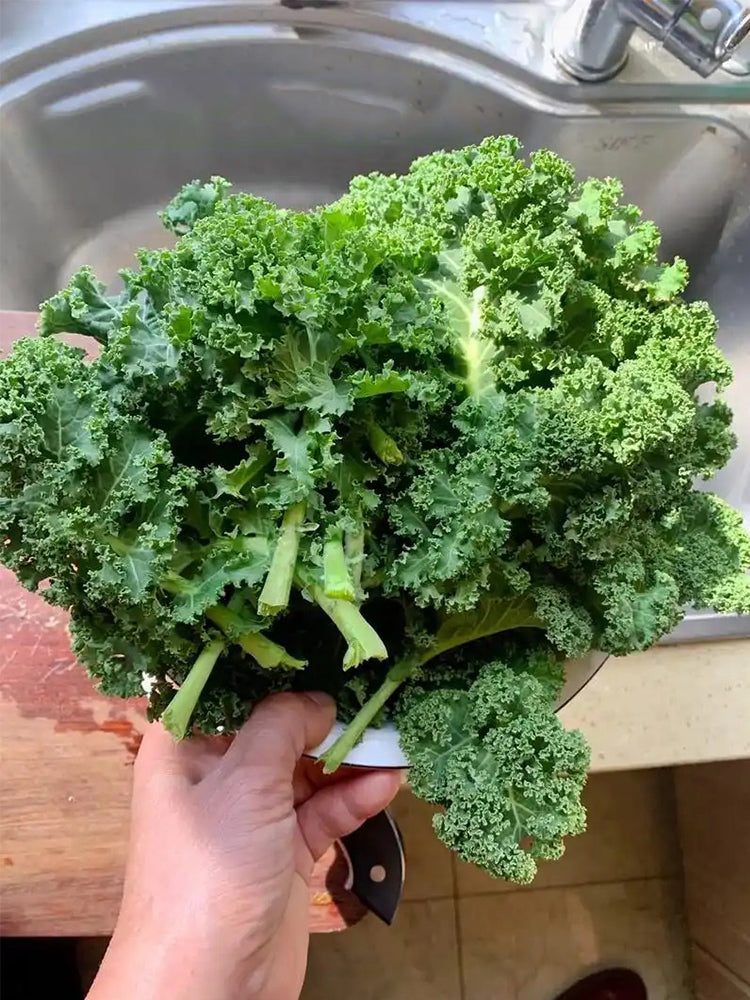 Curly kale (Brassica oleracea var. acephala)