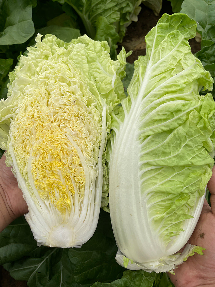 'Jiaoyan Guifei' Baby Cabbage