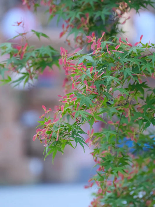 Shallow Lobed Green Leaf Japanese Maple