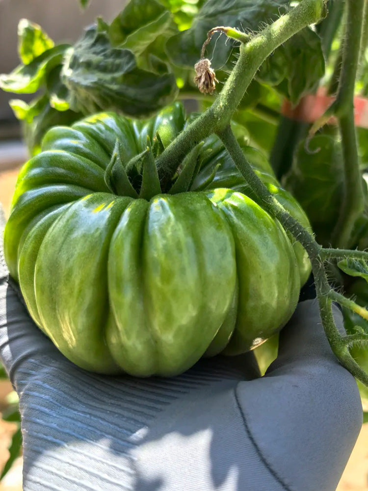 Mushroom Basket Tomato