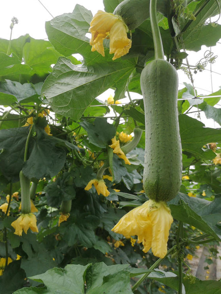 Yucui No.2 Large-Fleshed Luffa