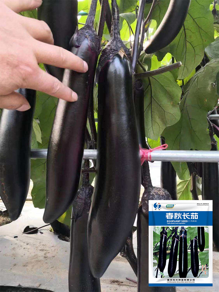 Spring-Autumn Long Eggplant