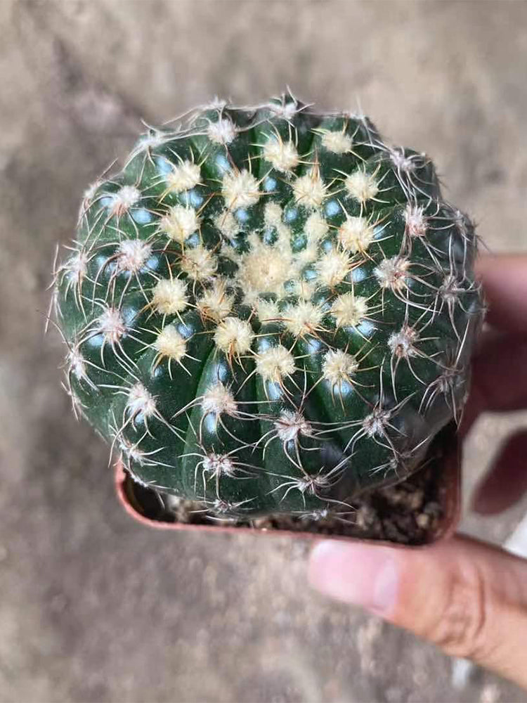 Parodia crassigibba