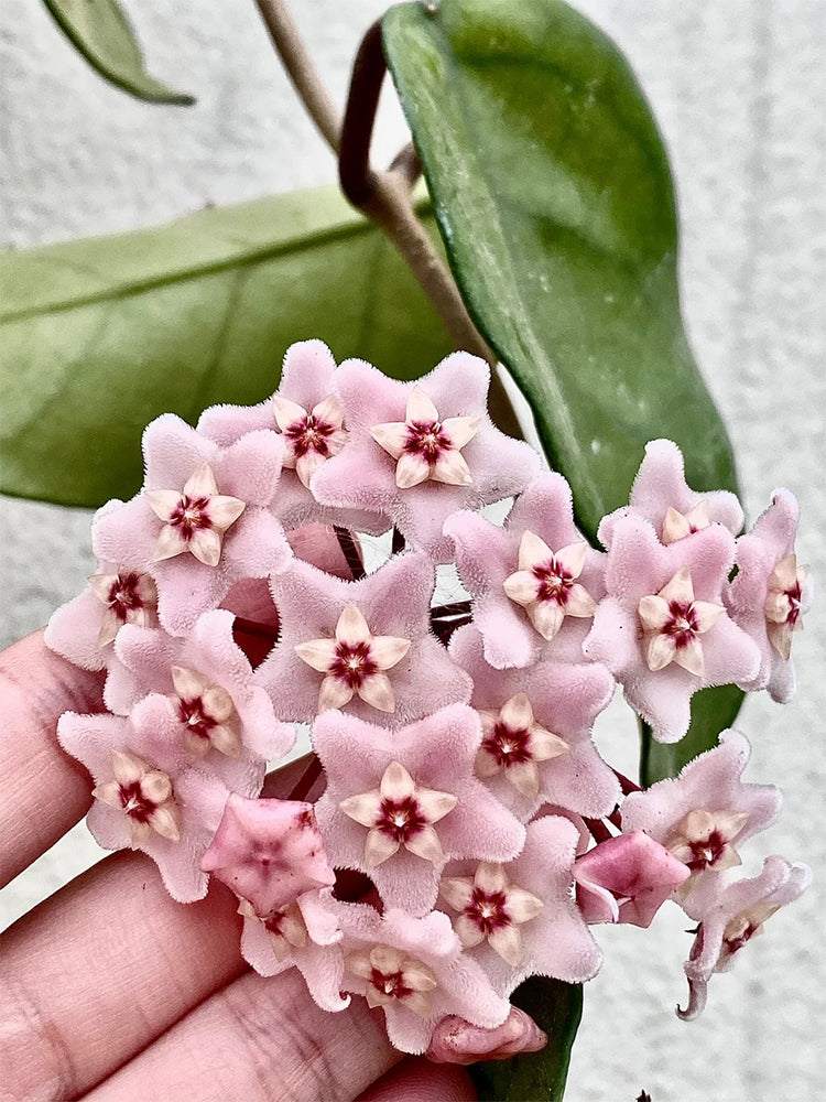 Hoya commutata Unrooted Stem Cuttings