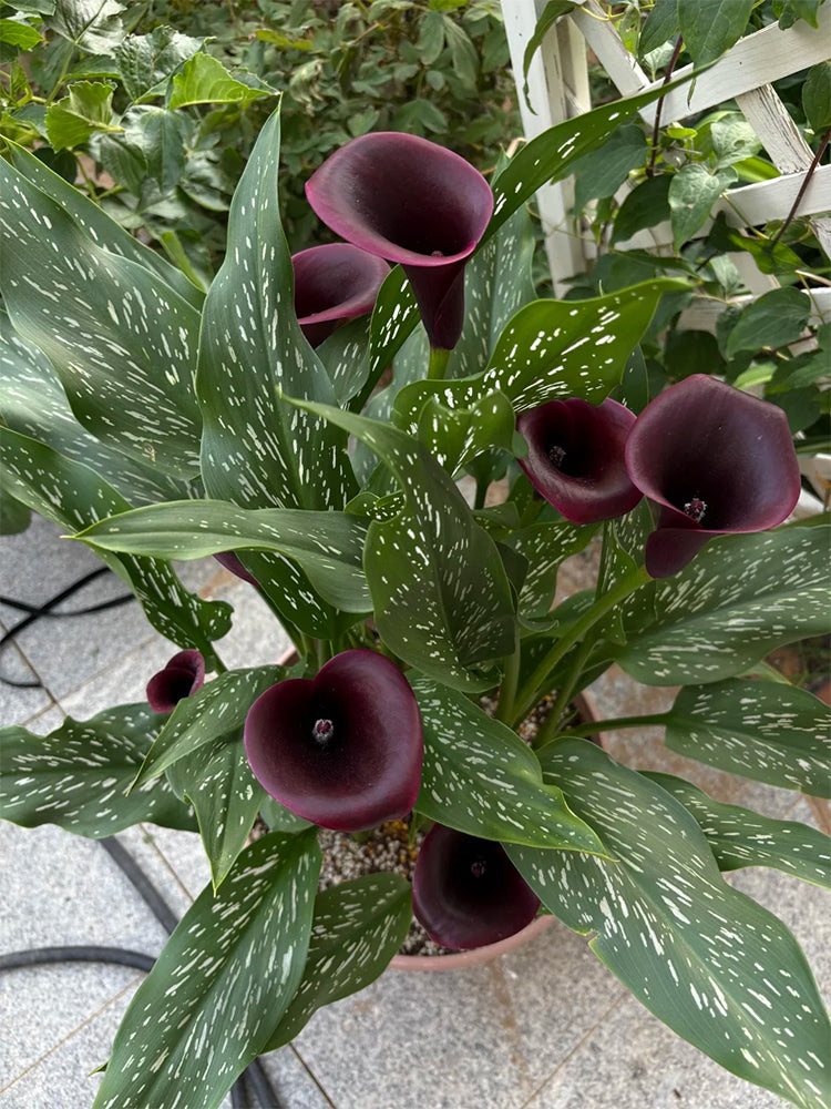 'Chief' Calla Lily