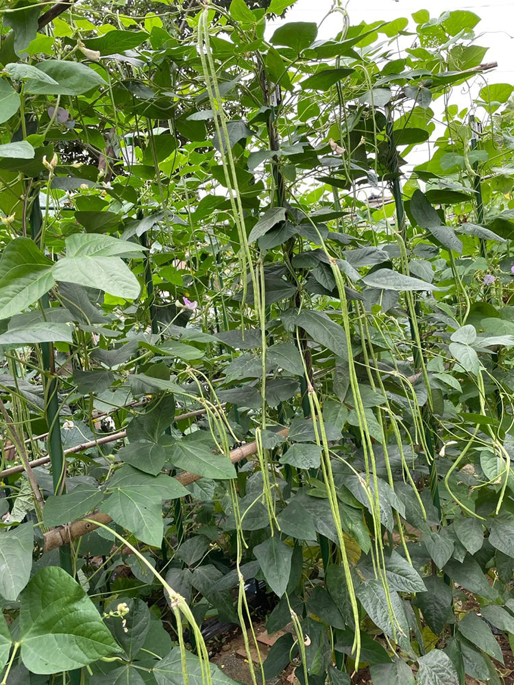 Fengchan 168 Yardlong Bean