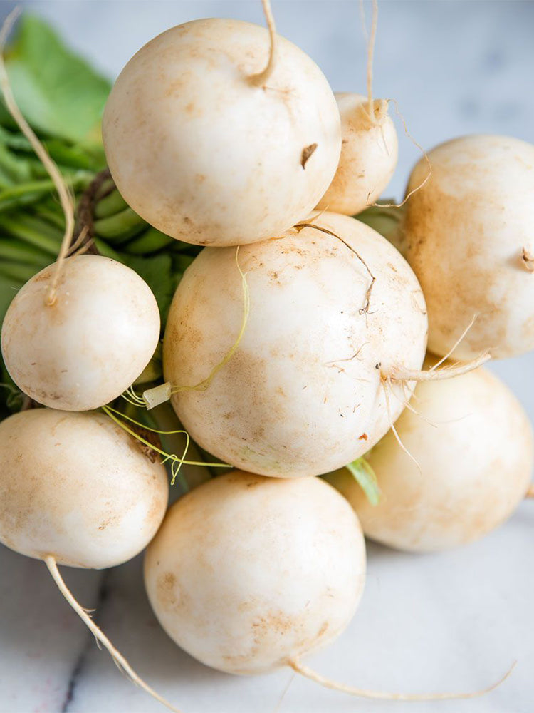 Xiatong No.2 F1 Turnip