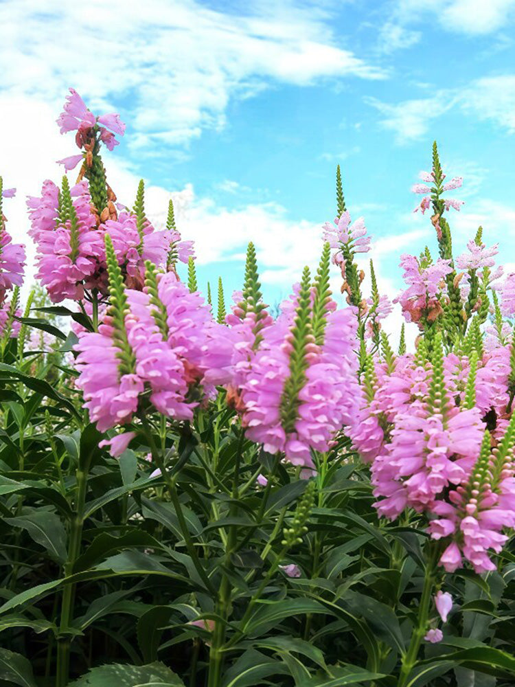 Pink Obedient Plant