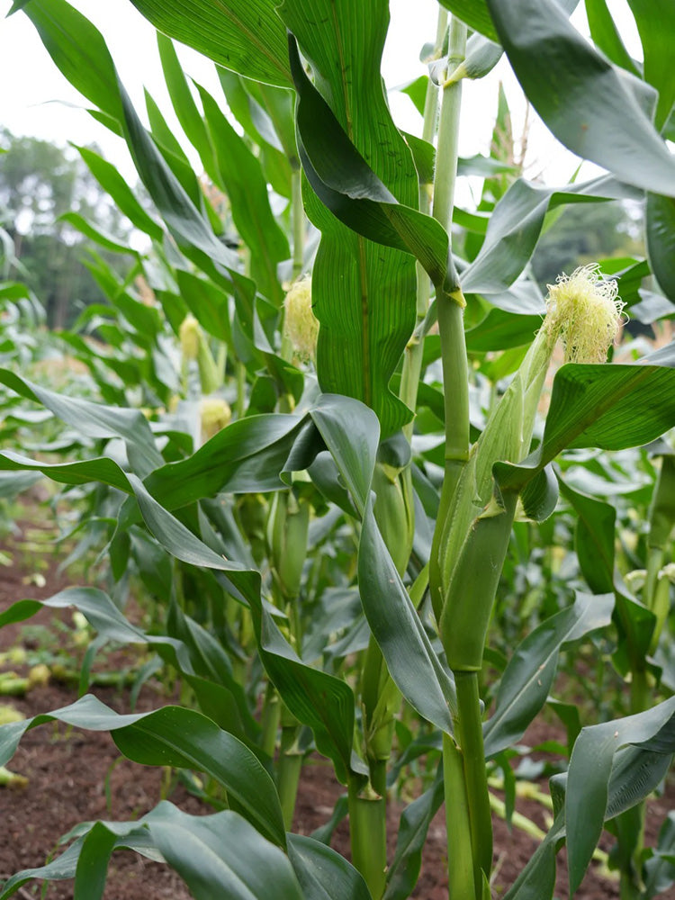 'Minuo 1157' F1 Yellow Waxy Corn