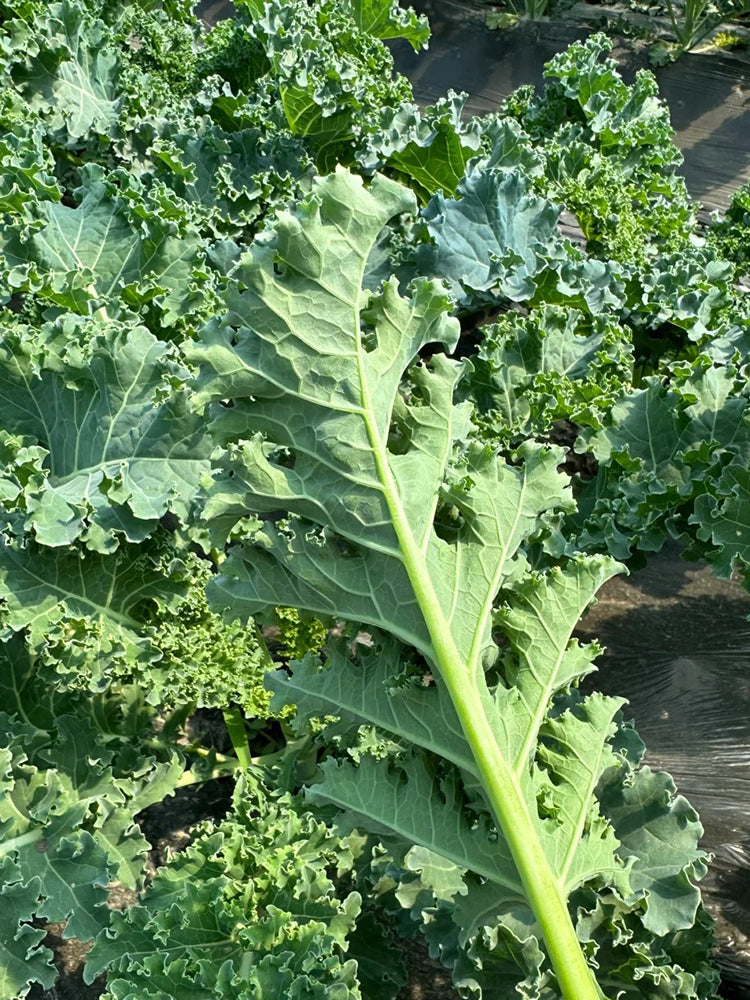Firenze Kale
