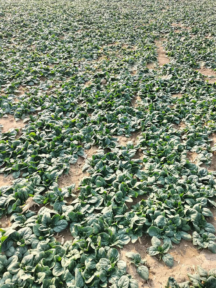 'Mobao 018' Prostrate Spinach