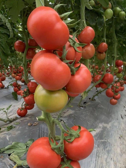 Pink Emperor Tomato