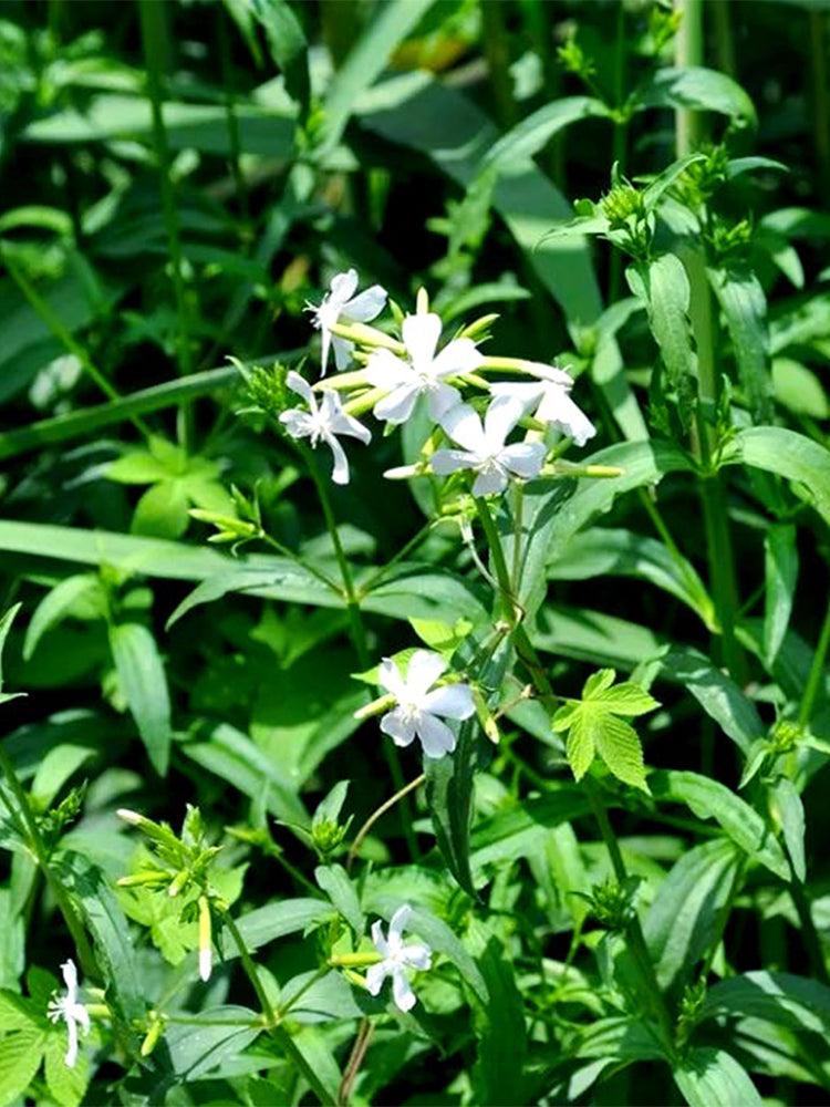 Bouncing Bet (Saponaria officinalis L.)