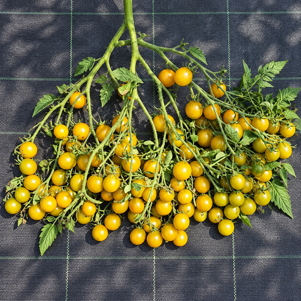 376 Amber Keyes Tomato