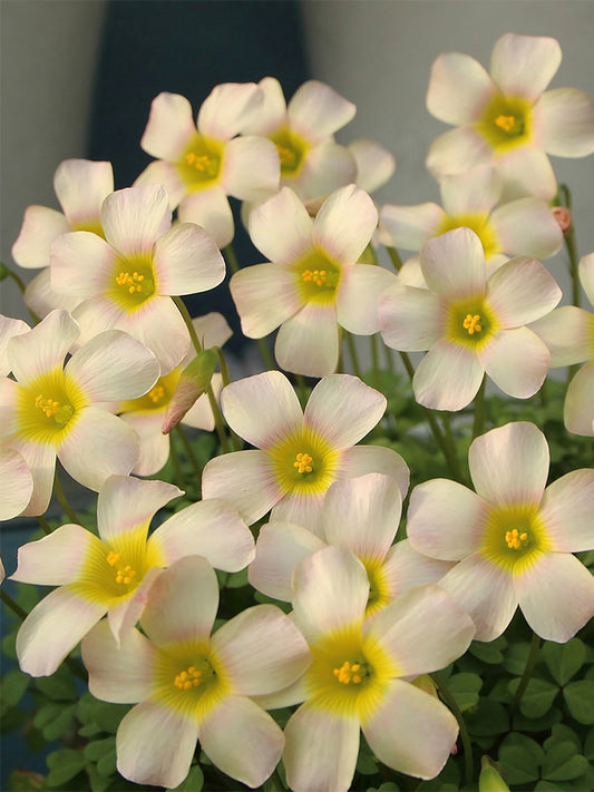 Oxalis obtusa Series Bulb - 'Kunzite'
