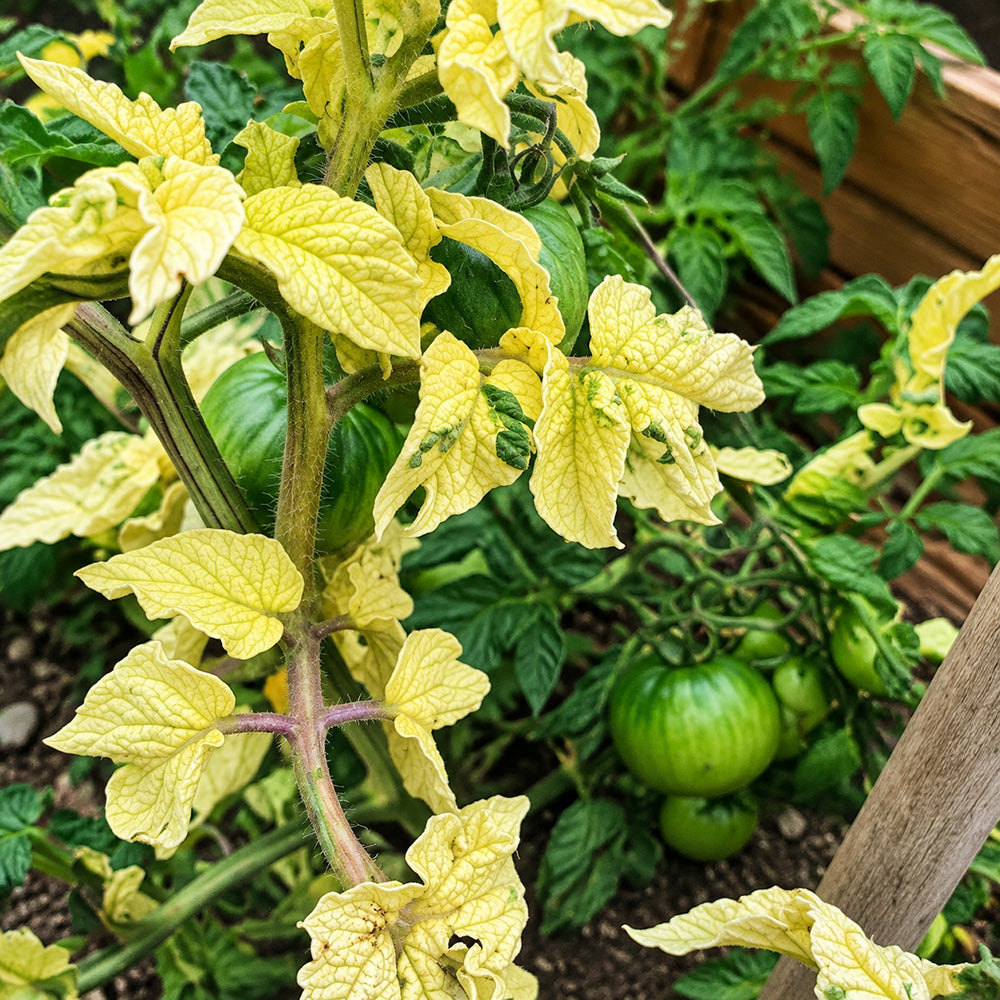261 Dwarf Pico's Pride Tomato