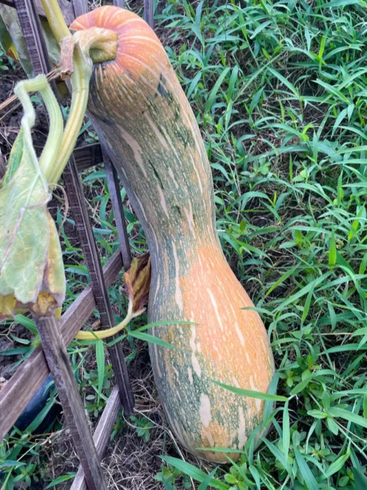 Yellow Wolf Golden Hook Pumpkin