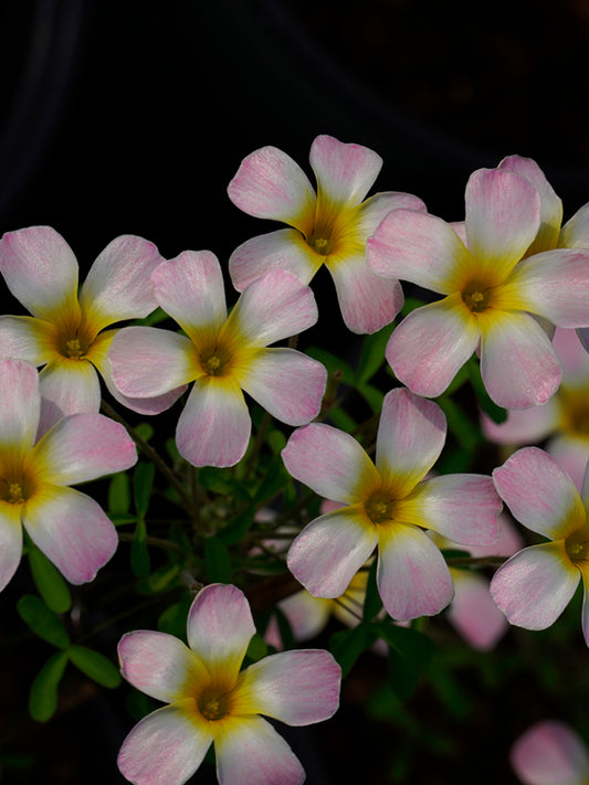 Oxalis obtusa Series Bulb - 'Crescent'