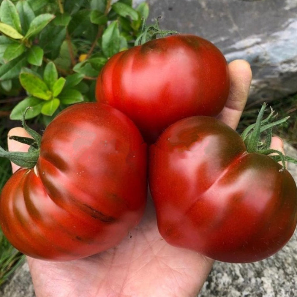 812 Truffle Heart Tomato