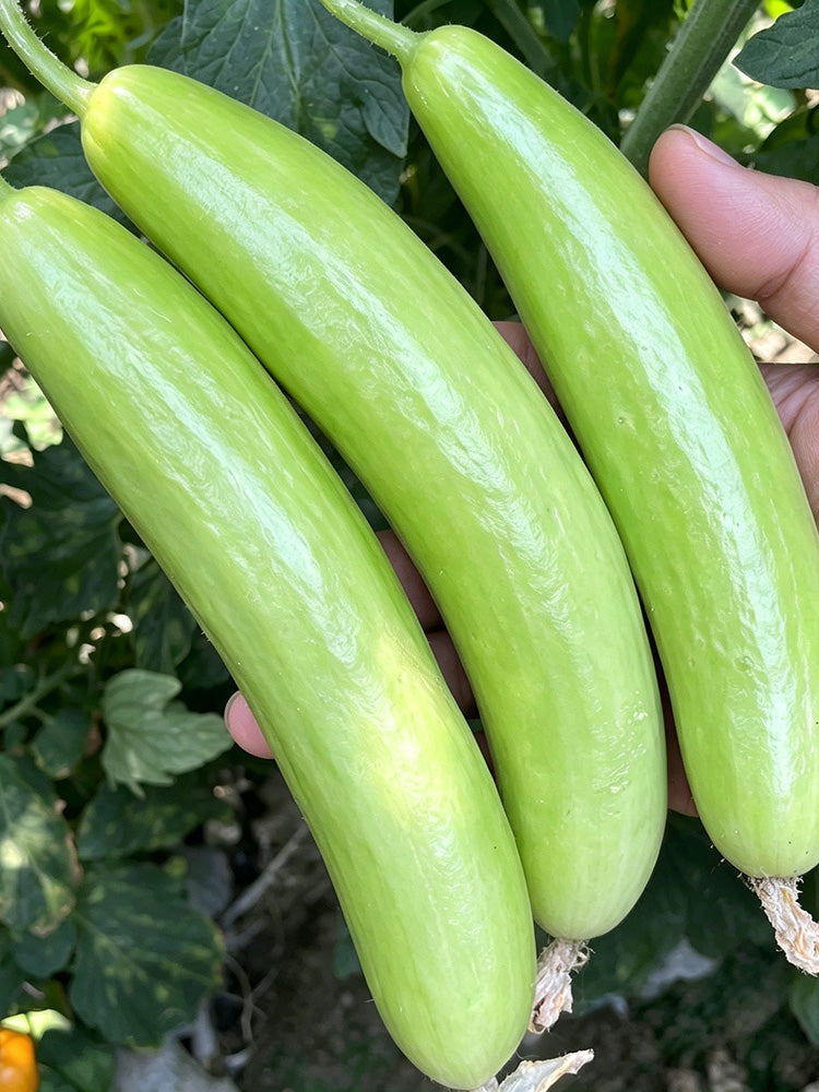 Crispy Jade Fruit Cucumber
