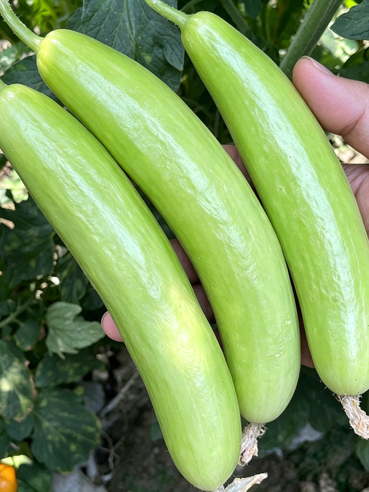 Crispy Jade Fruit Cucumber