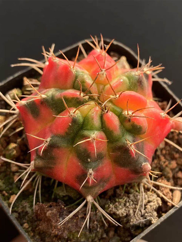 Gymnocalycium mihanovichii Variegata 'Glowing Peony'