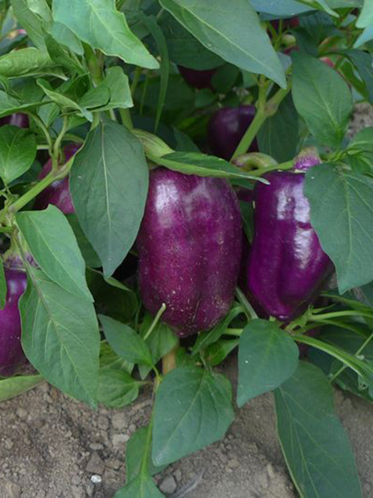 Violgo Sweet Pepper