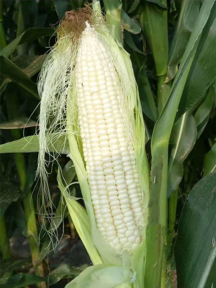 Sweet-waxy No.182 Corn