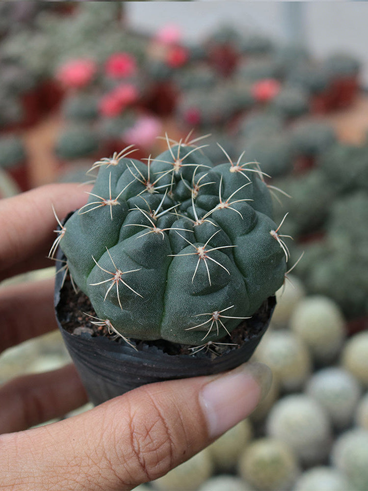 Baldian's Gymnocalycium Cactus