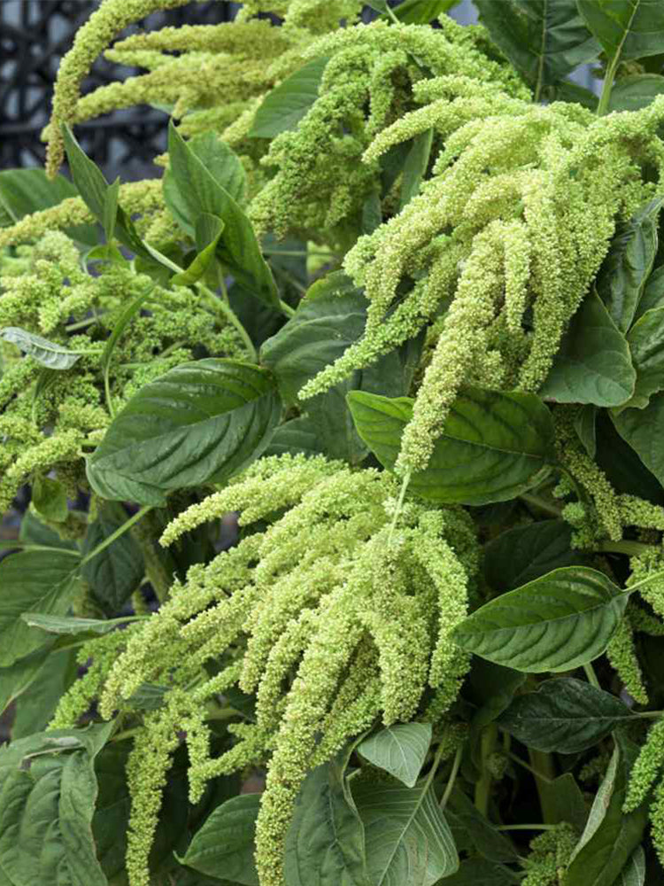 Green Love-lies-bleeding Flower