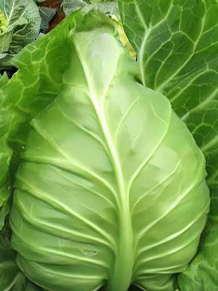 Oxheart Cabbage