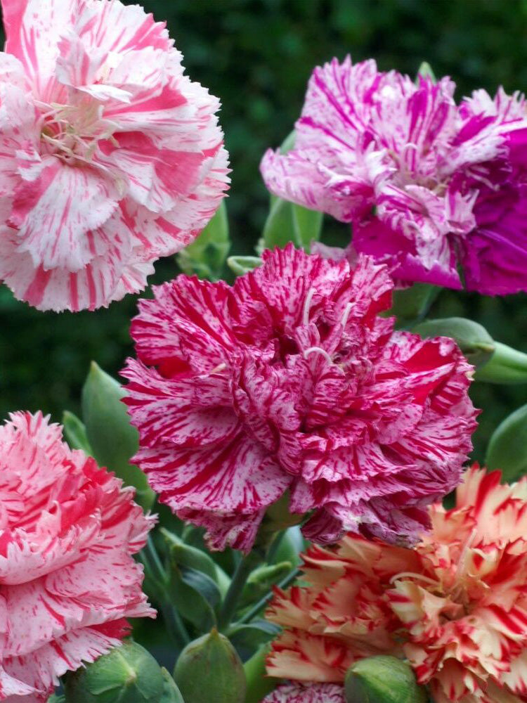Frilly Mixed Carnation