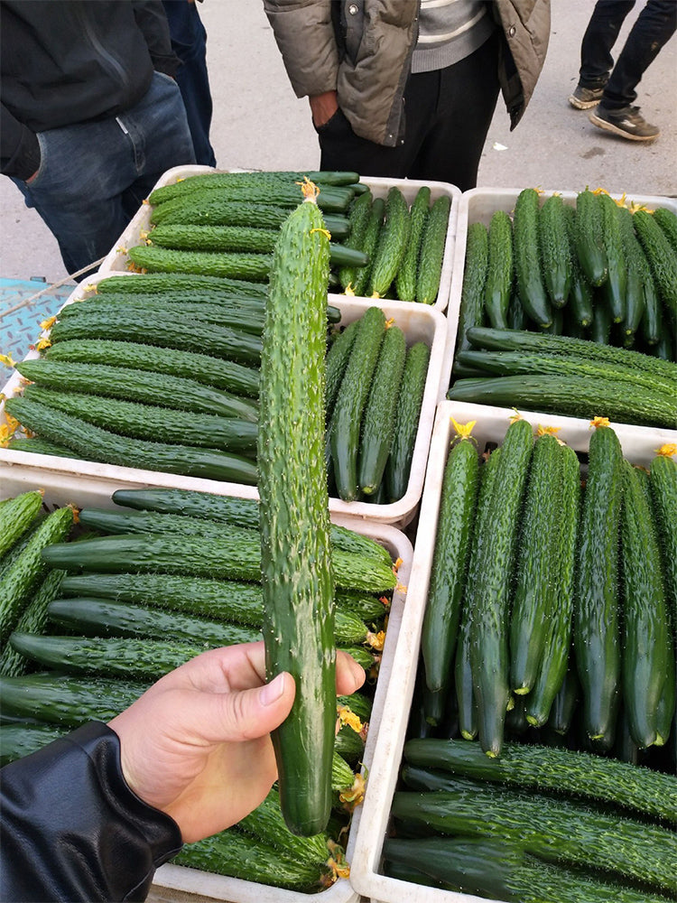 ‘Green Dragon F1 · 188' Cucumbers (Cucumis sativus L.)