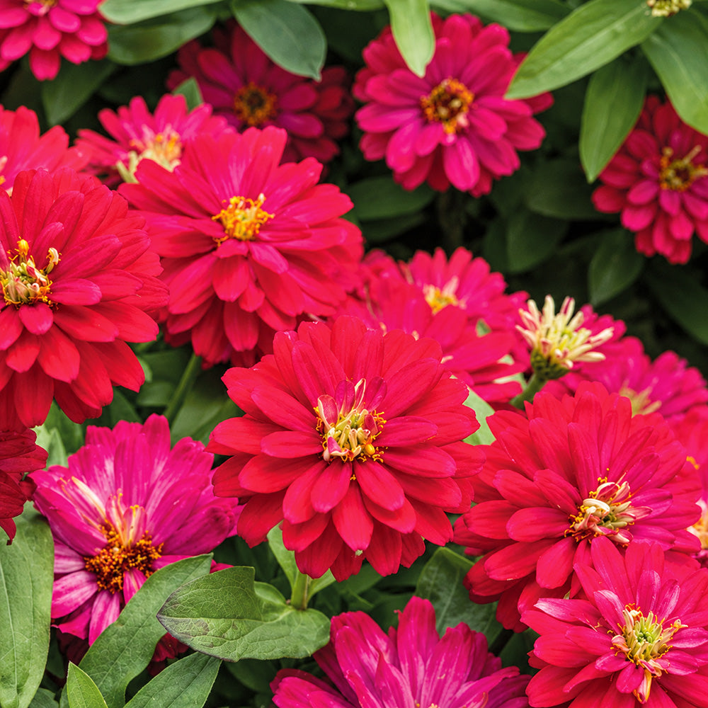 W1338 Double Zahara Cherry Zinnia