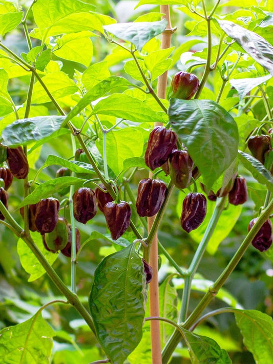 Chocolate Habanero