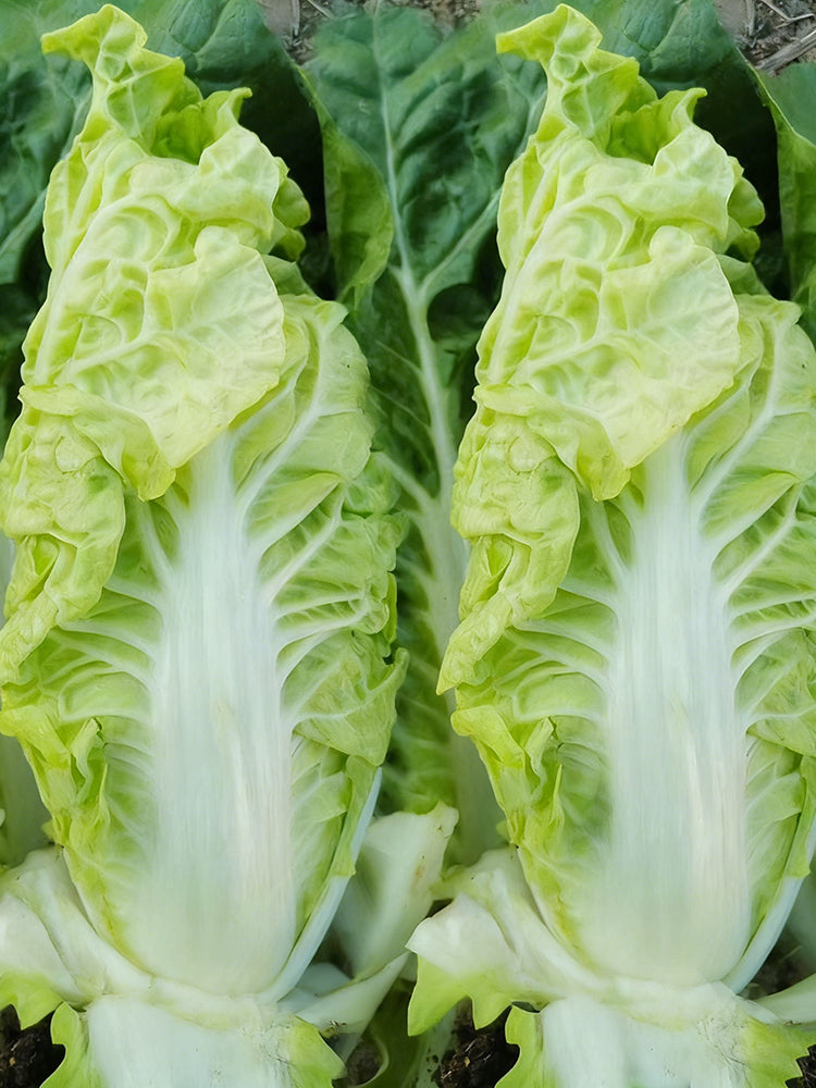 Jinsi White No. 1 Pak Choi
