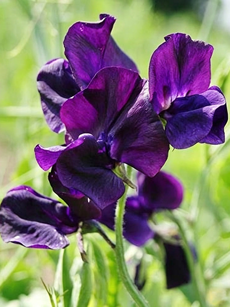 Royal Navy Blue Sweet Pea