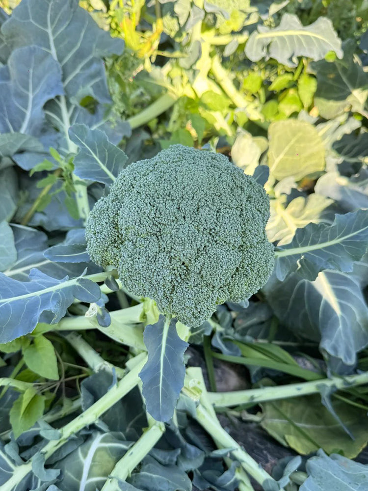 GreenVigour 80 Broccoli